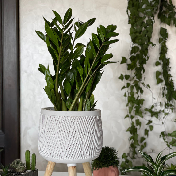 Floor Plants