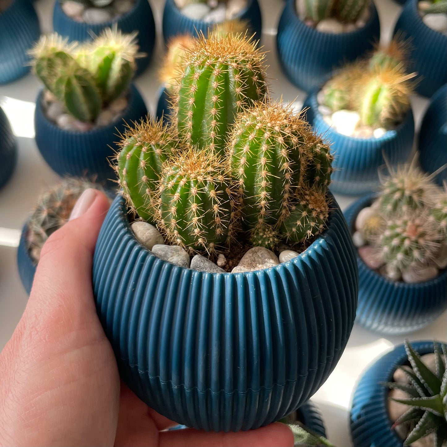 Easter Lilly Cactus in Tiny Round Pot