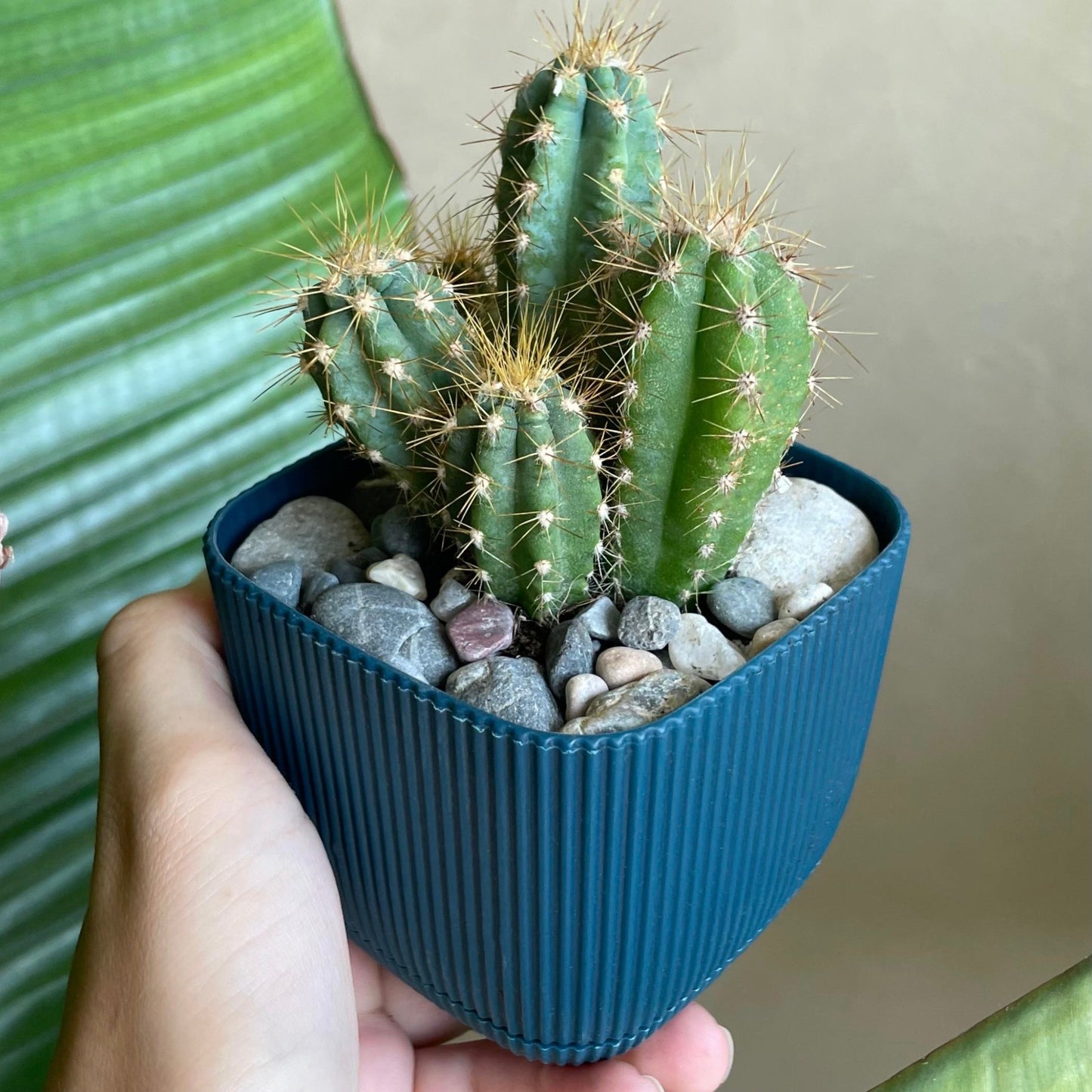 Easter Lily Cactus in Tiny Square Pot