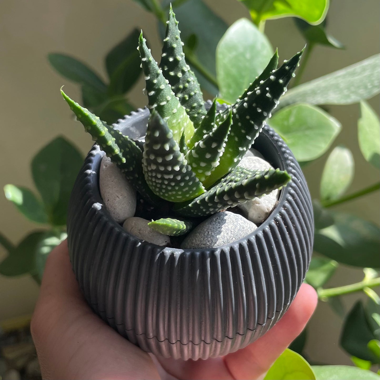 Miniature Aloe in Tiny Round Pot