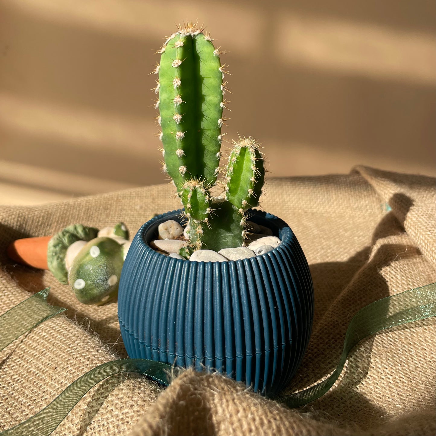 Spurge Cactus in Tiny Round Pot