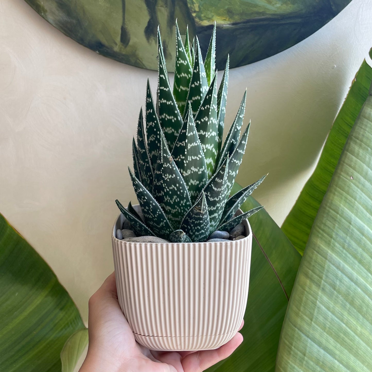 Tiger Aloe in Mini Square Pot