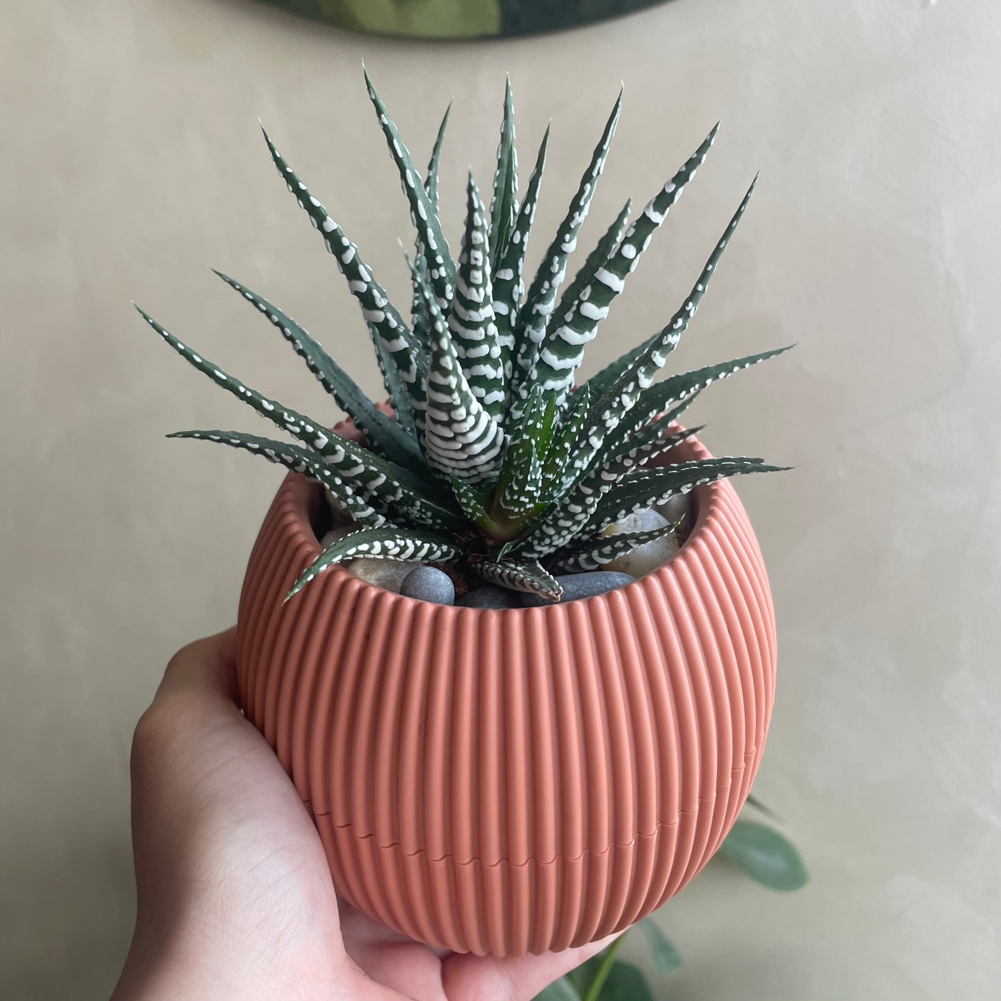 Zebra Aloe in Mini Round Pot