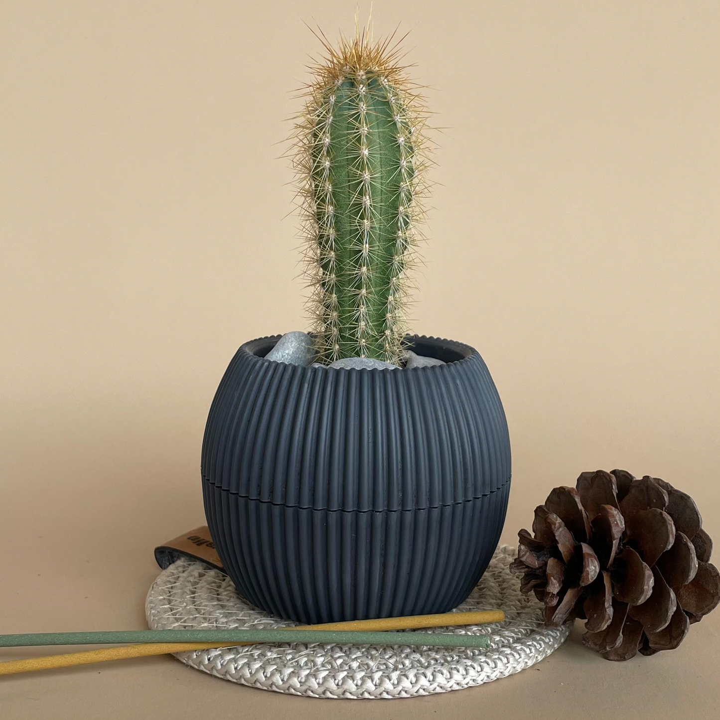 Cone Cactus in Tiny Round Pot