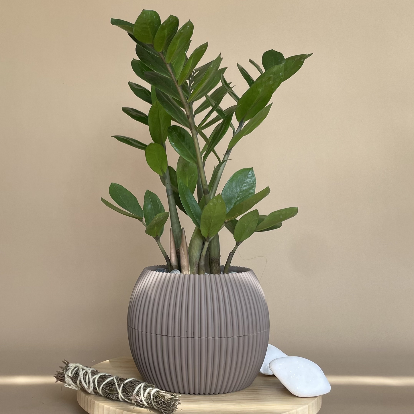 ZZ Plant in Mega Round Pot
