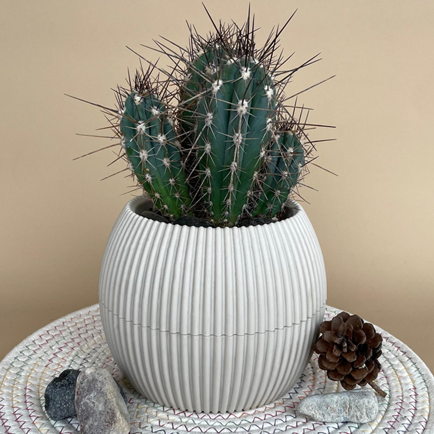 Mandacaru Cactus in Mega Round Pot
