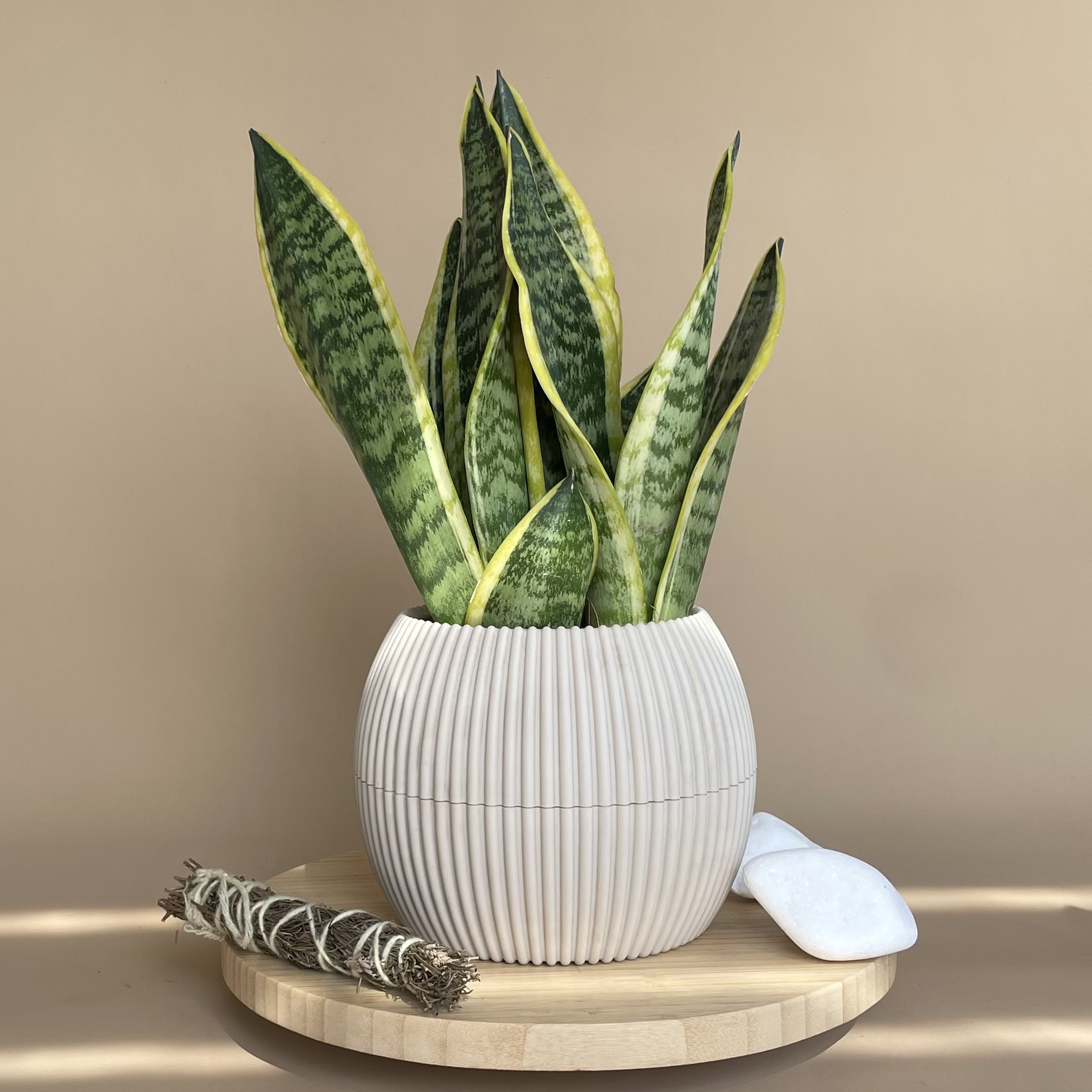 green snake plant in head pots Snake Plant in Mega Round Pot – House of Plants