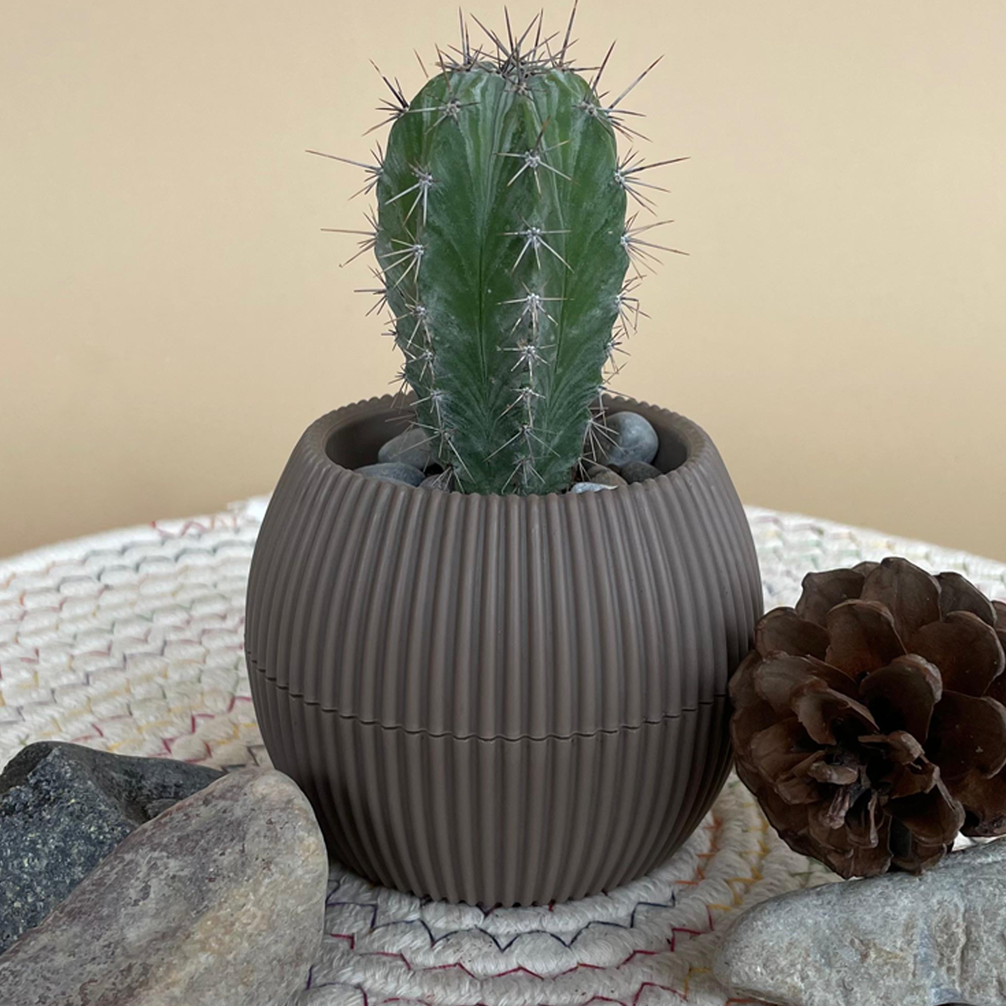 Ghost Cactus in Tiny Round Pot