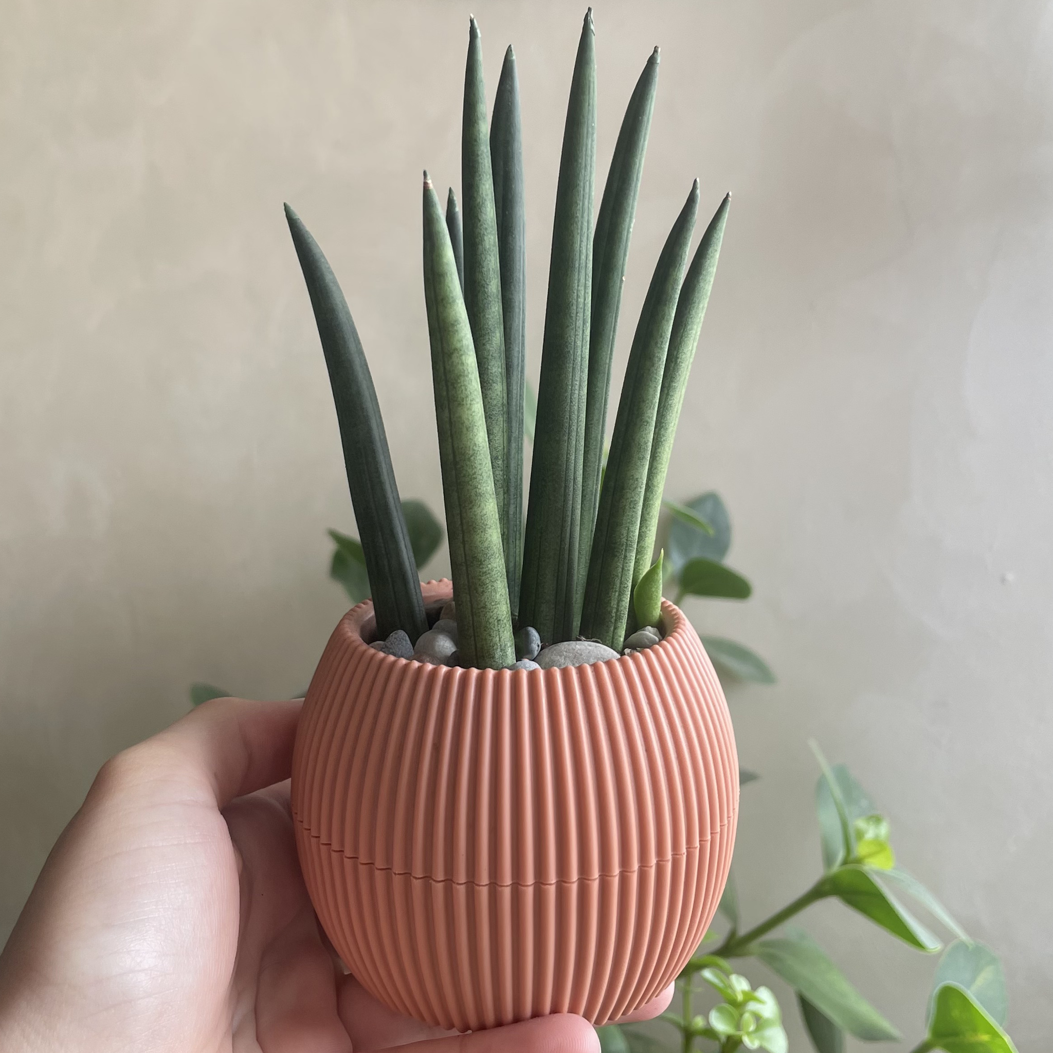 snake plant clay pot Snake Plant in Tiny Round Pot – House of Plants