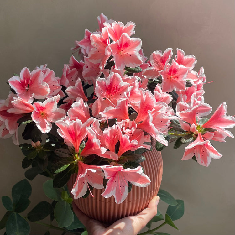 Flower Plants