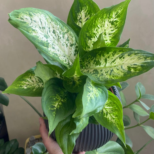 Dieffenbachia in Mega Round Pot