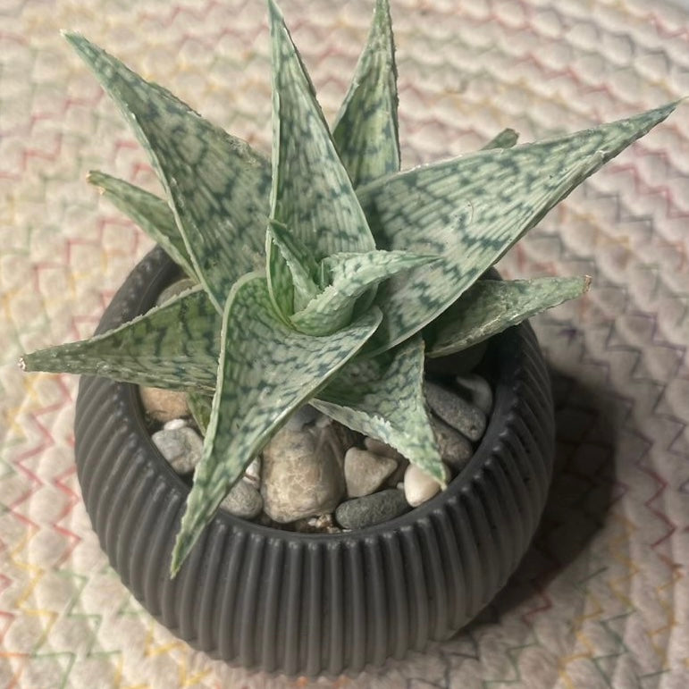 Christmas Gift Package