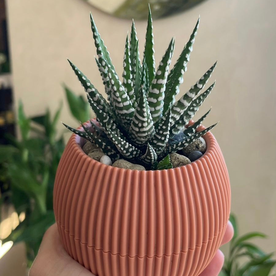 Christmas Gift Package