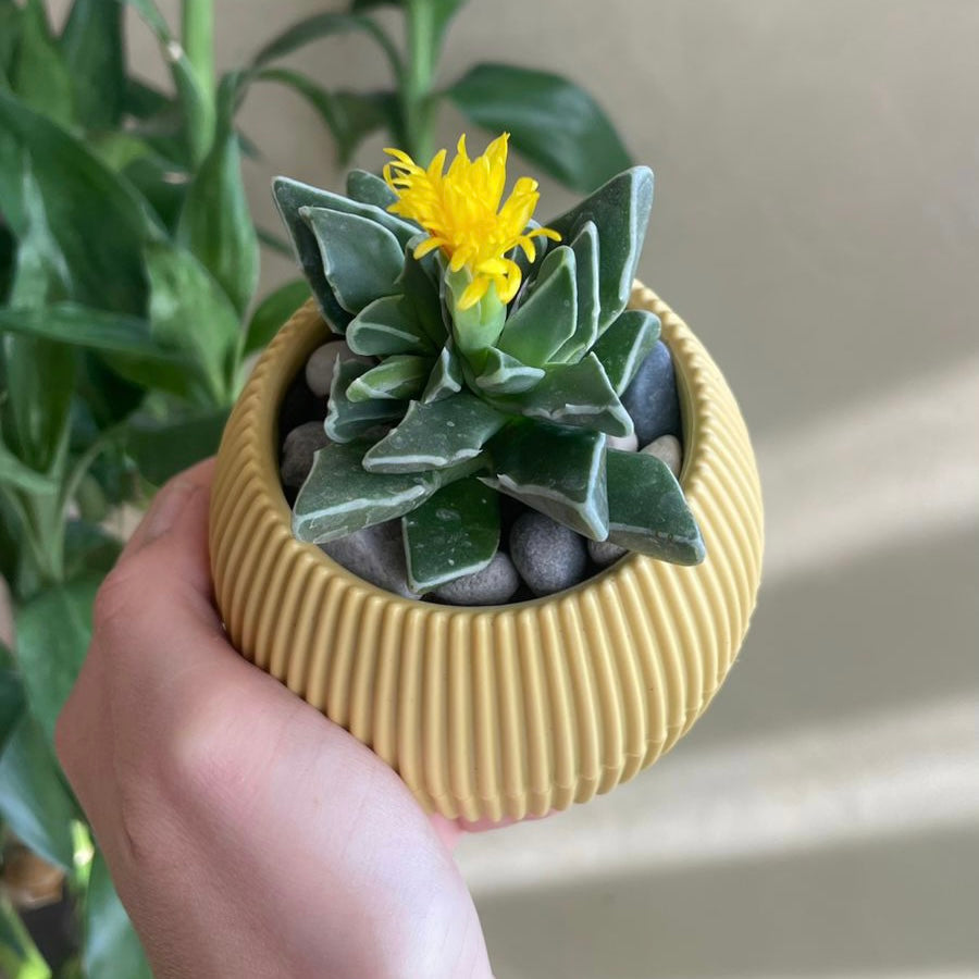 Christmas Gift Package