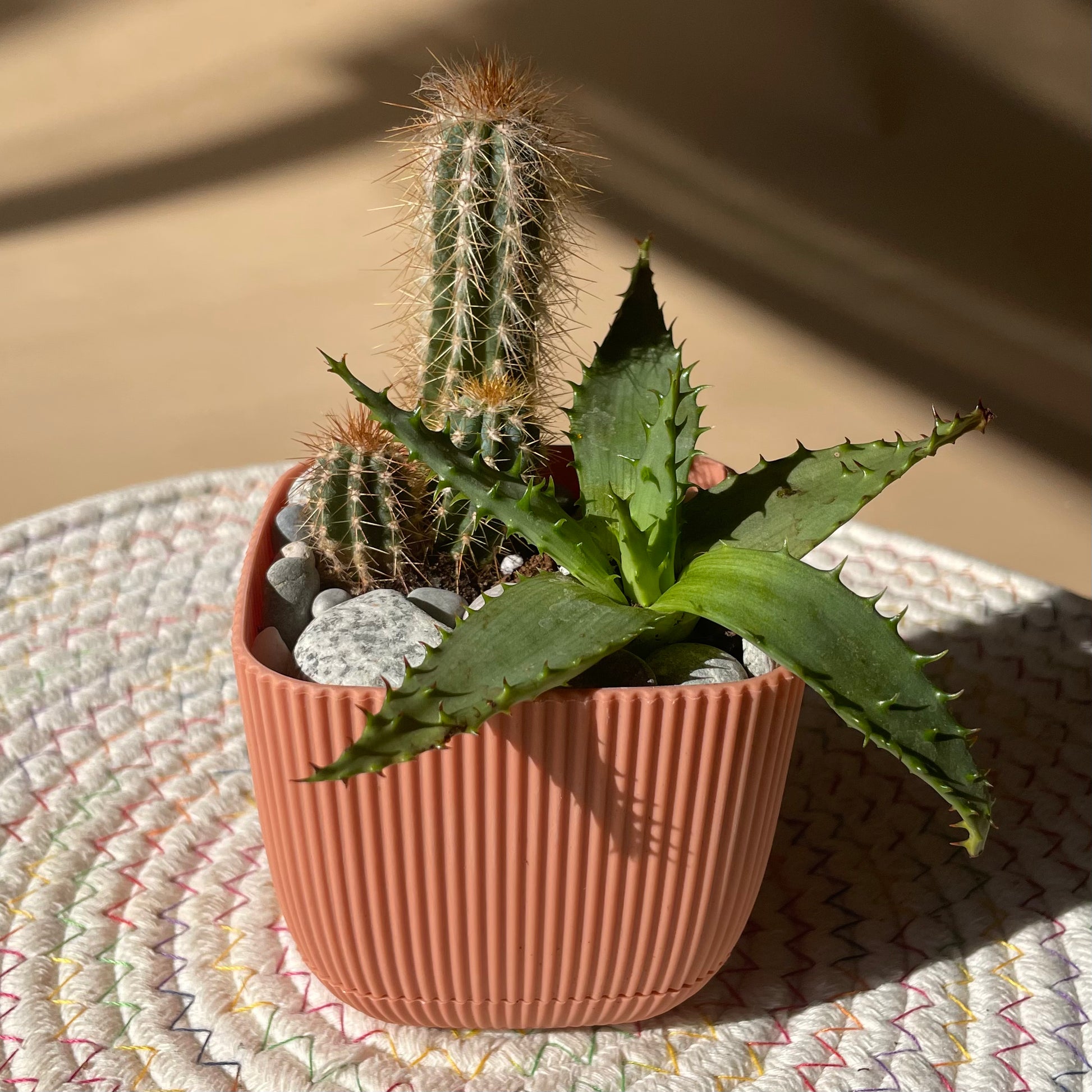 square succulent plant Cactus & Haworthia Combination in Tiny Square Pot – House of Plants