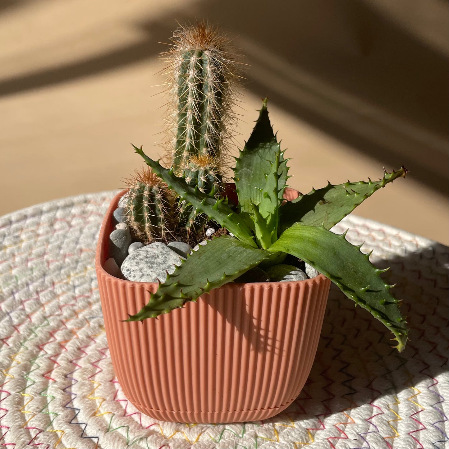 Cactus & Haworthia Combination in Tiny Square Pot