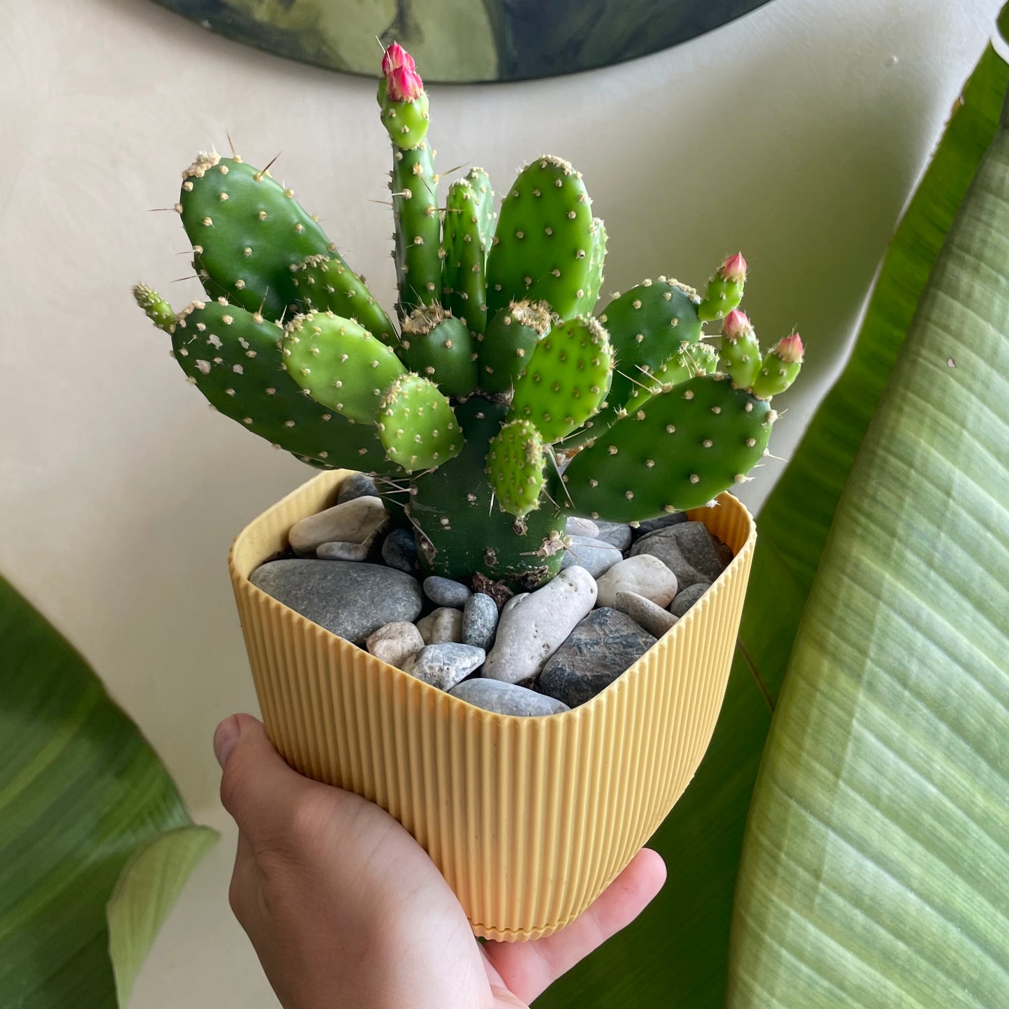 Cochineal Cactus in Mini Square Pot