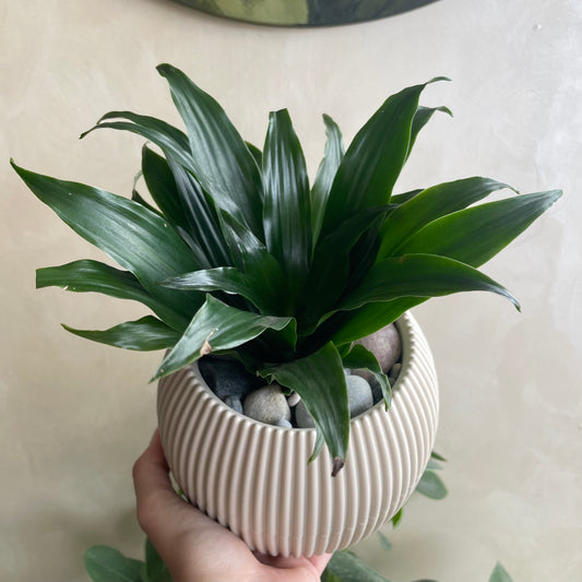 Corn Plant in Mid Round Pot