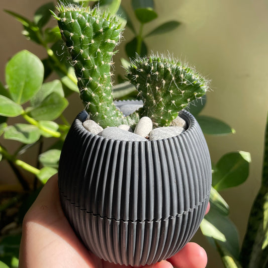 Eve’s Needle Cactus in Tiny Round Pot