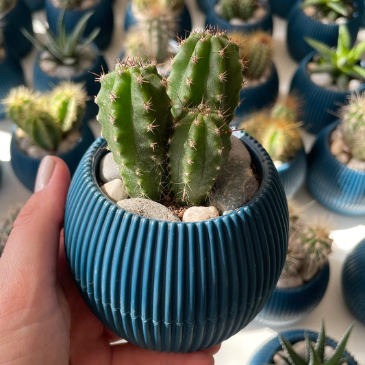 Easter Cactus in Tiny Round Pot