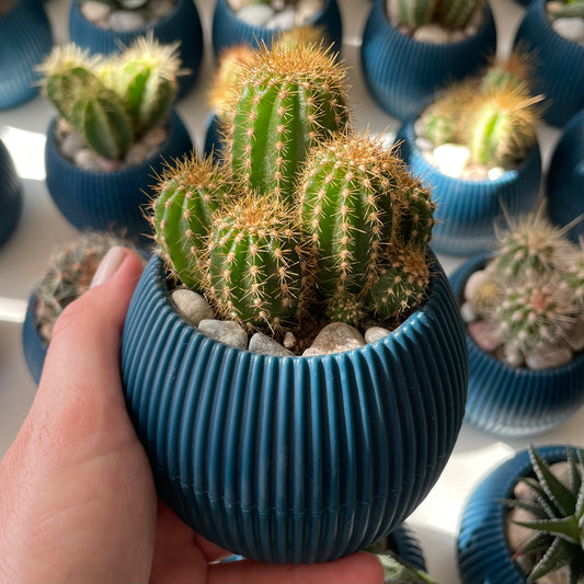 Easter Lilly Cactus in Tiny Round Pot