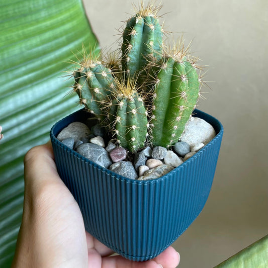 Easter Lily Cactus in Tiny Square Pot
