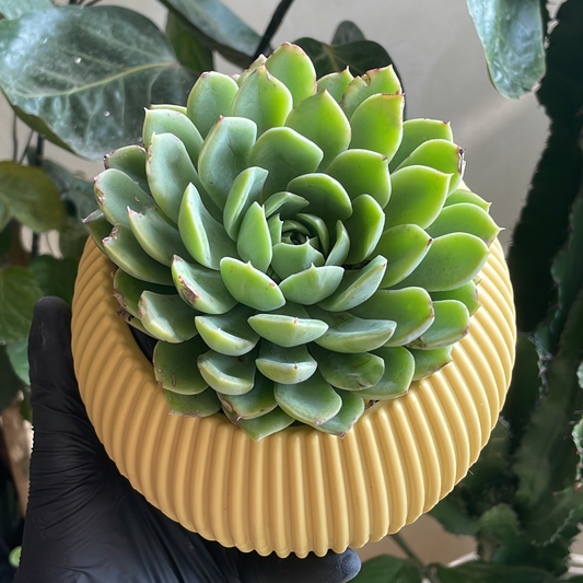 Echeveria in Mini Round Pot