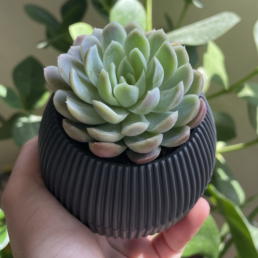 Echeveria in Tiny Round Pot