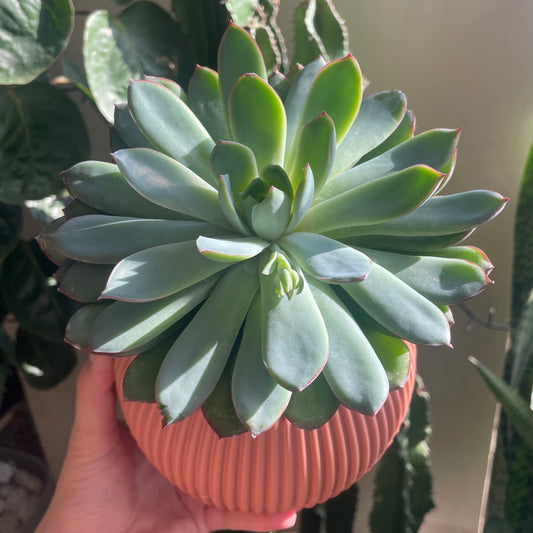 Echeveria in Mid Round Pot