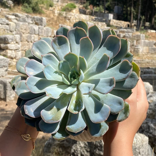 Echeveria in Mega Round Pot