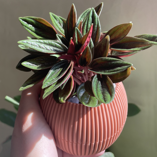 Emerald Peperomia in Tiny Round Pot