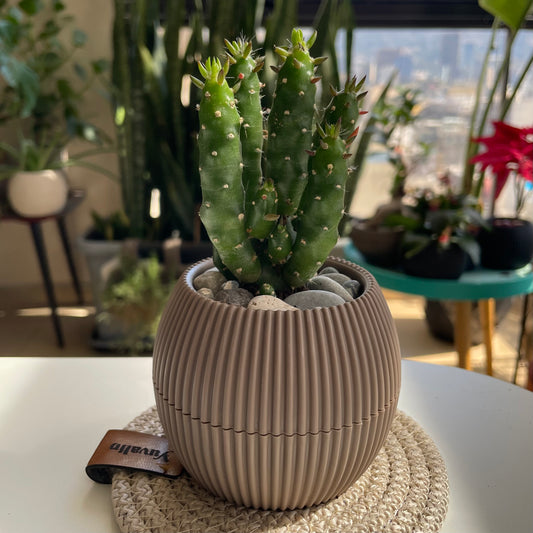 Eve's Pin Cactus in Tiny Round Pot