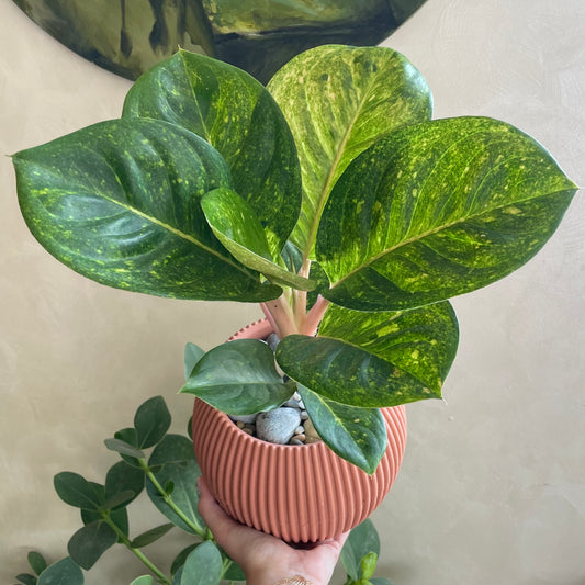 Pink Evergreen in Mega Round Pot