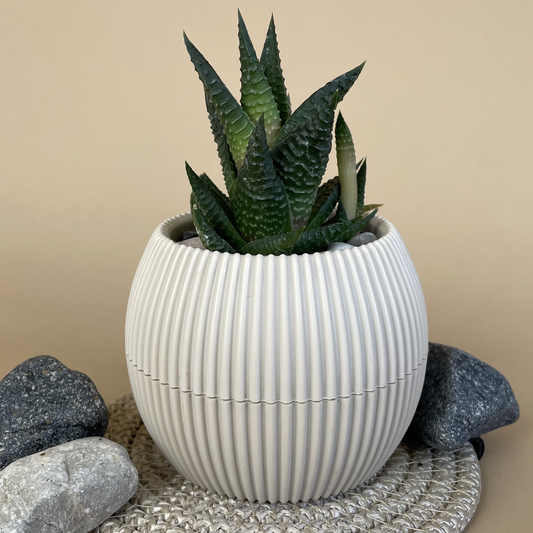 Fairy Washboard in Tiny Round Pot
