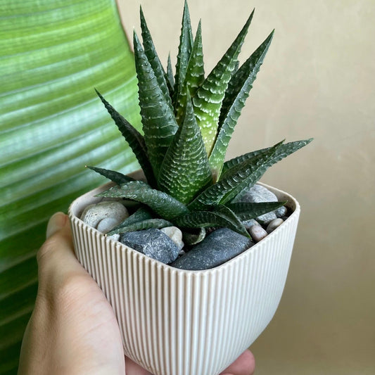 Fairy Washboard in Tiny Square Pot