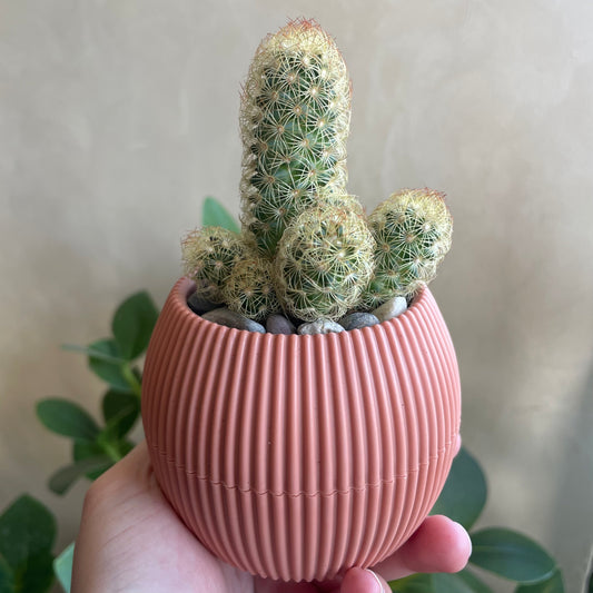 Golden Star Cactus in Tiny Round Pot