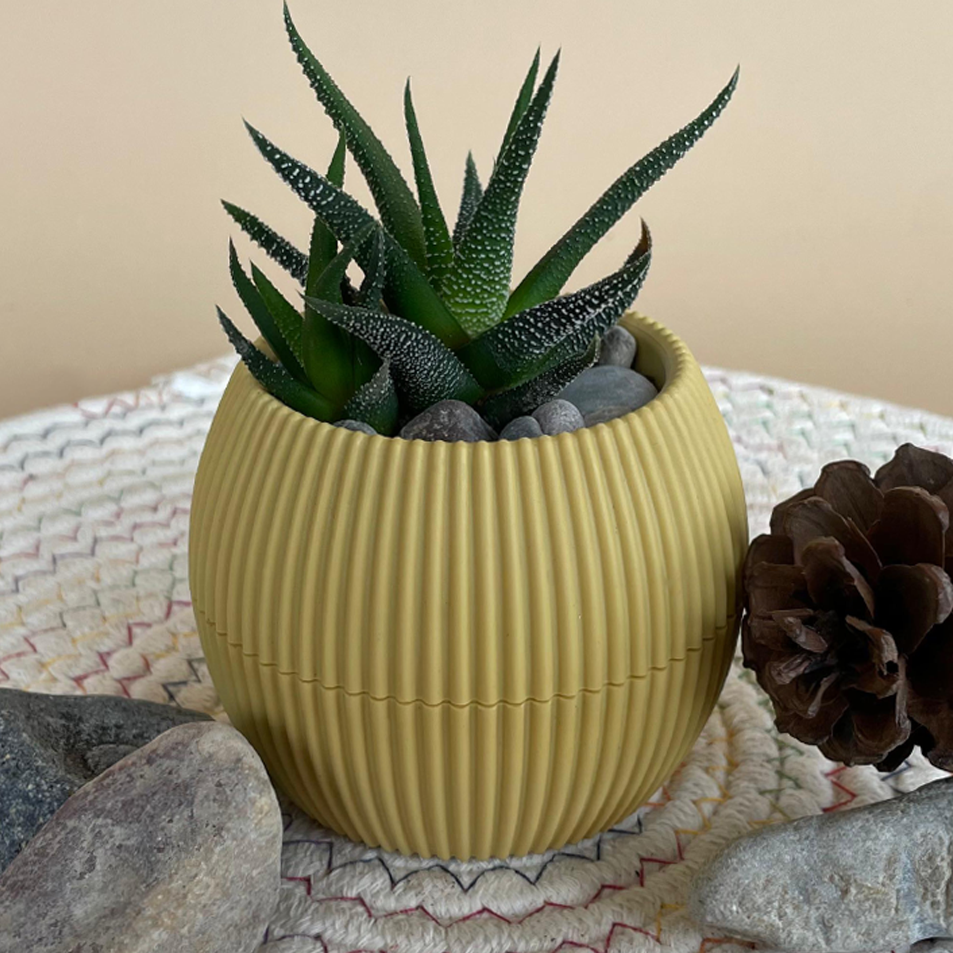 Hankey Dwarf Aloe in Tiny Round Pot – House of Plants