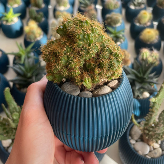Hedge Cactus in Tiny Round Pot
