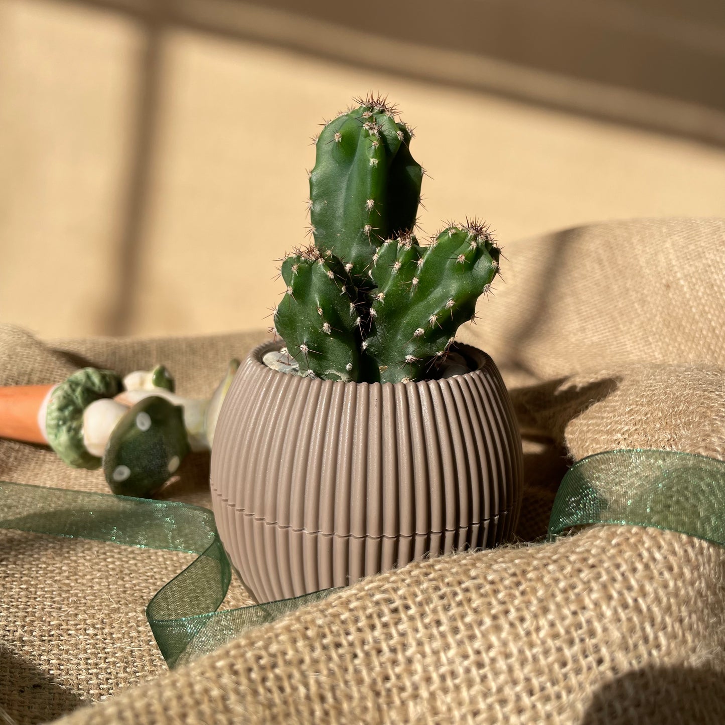 Hedge Tree Cactus in Tiny Round Pot