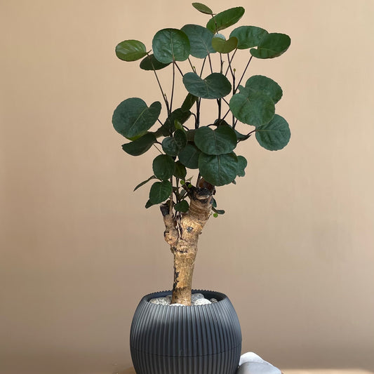 Geranium in Mega Round Pot