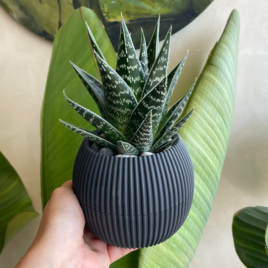 Tiger Aloe in Mini Round Pot