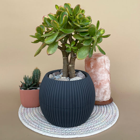 Jade Plant in Mega Round Pot