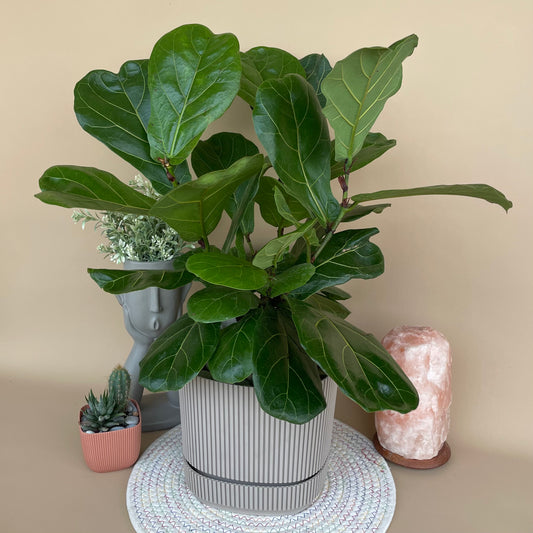 Fig Tree in Mega Carre Pot