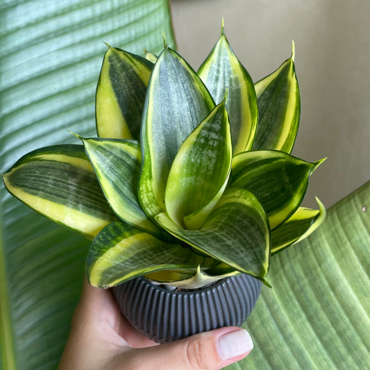 Snake Plant in Tiny Round