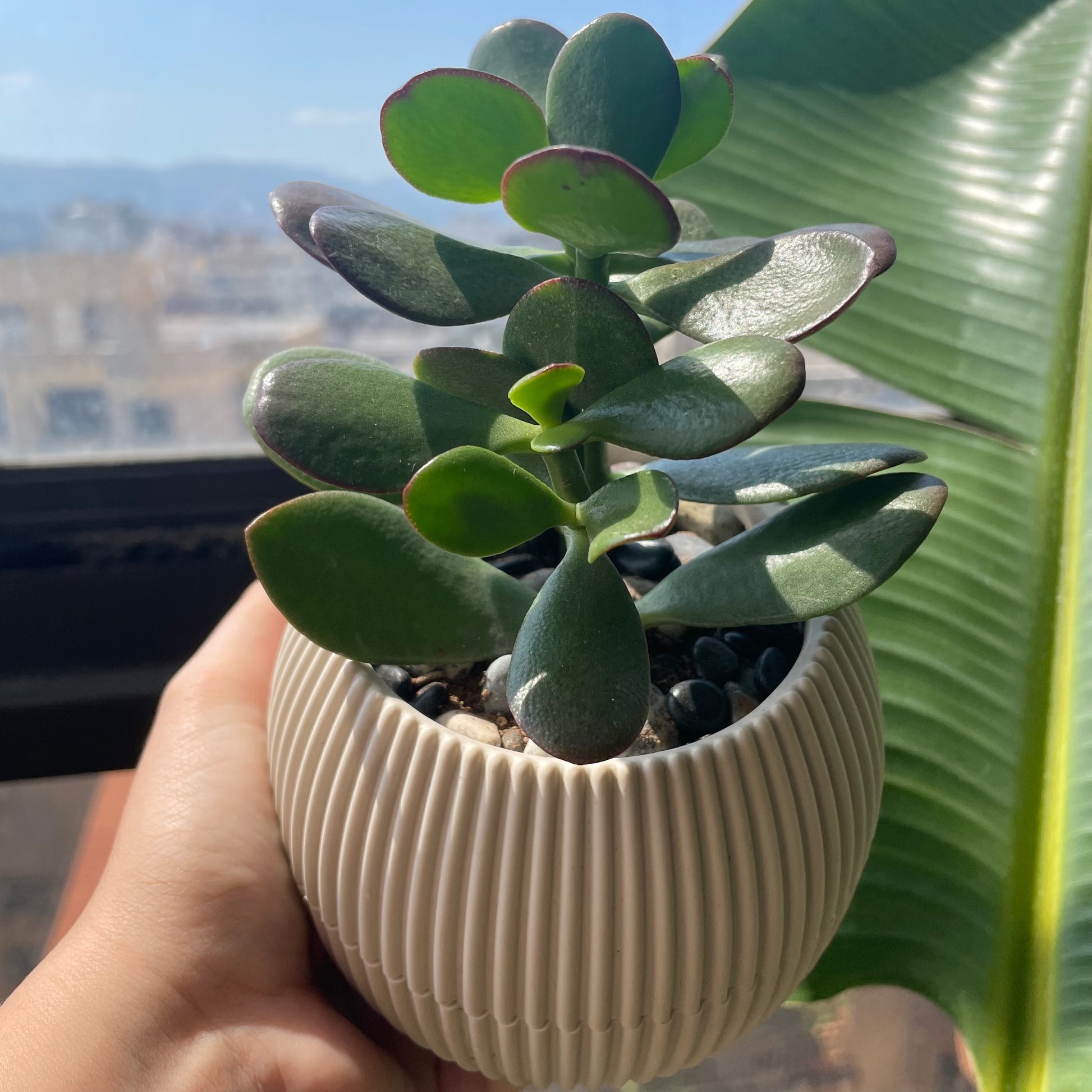 jade plant in small pot Jade in Mini Round Pot – House of Plants