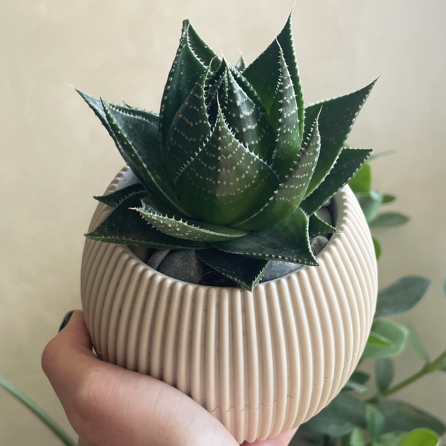 Mini Gift Package