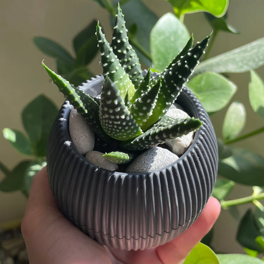 Miniature Aloe in Tiny Round Pot