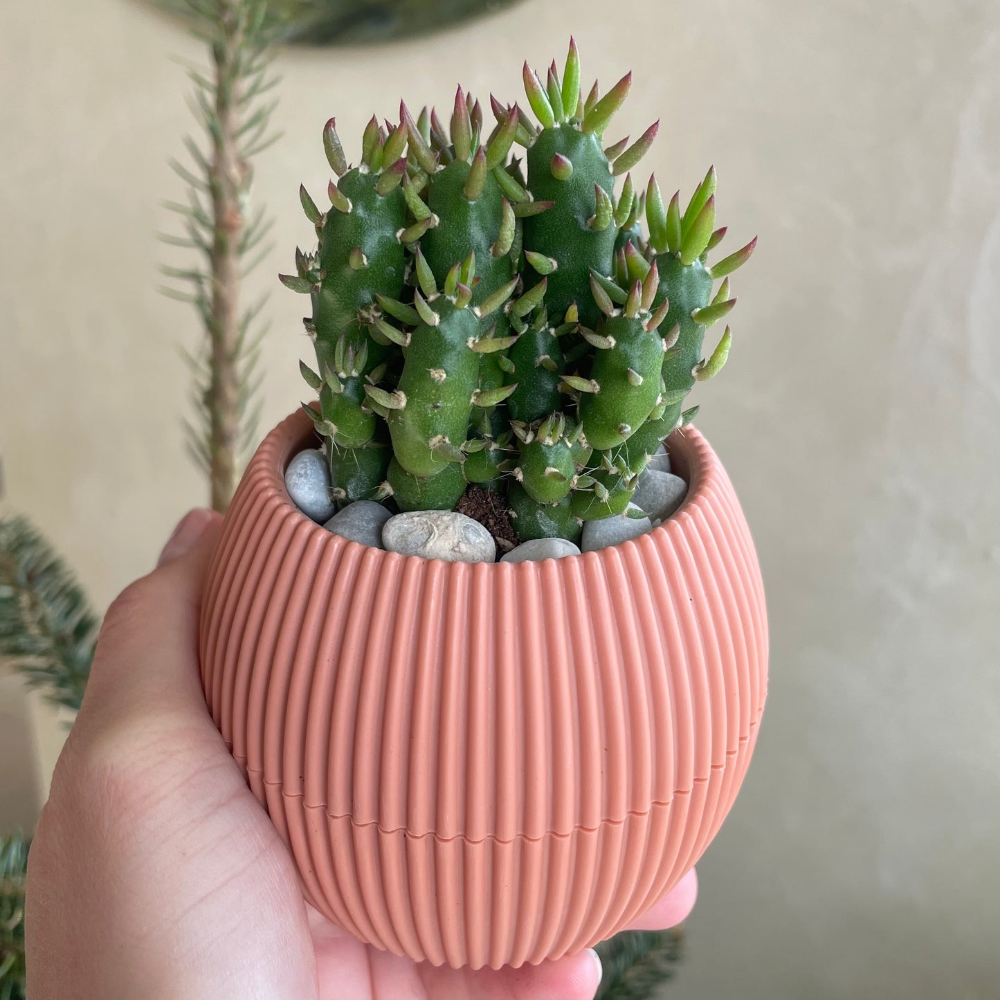 Eve's Pin Cactus in Tiny Round Pot