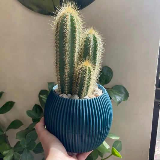 Peanut Cactus in Mid Round Pot