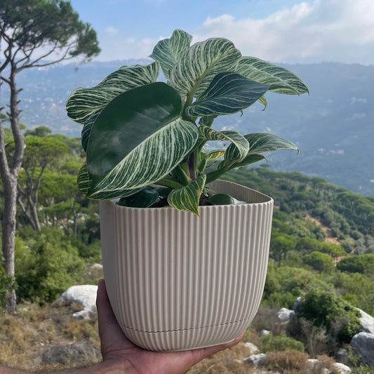 Philodendron in Mid Square Pot